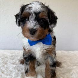 Cobalt - Blue merle male Bernedoodle puppy in Concord, California from Golden State Good Dogs