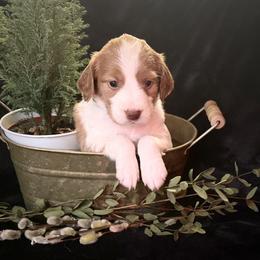 Teal girl- Stevie - Orange and white female Brittany puppy in Chehalis, Washington from Black River Brittany’s