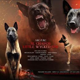 Belgian Malinois puppies from SRC K9's