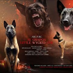 Belgian Malinois puppies from SRC K9's