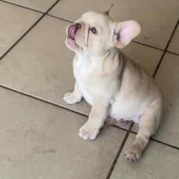 French Bulldog Puppies from MaFrenchiesBadandBoujee