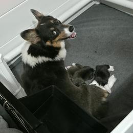 Elly - Pembroke Welsh Corgi