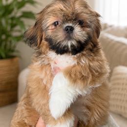 Montana - Red and tan male Shih Tzu puppy in Orlando, Florida from Shih Tzu Puppy in Orlando