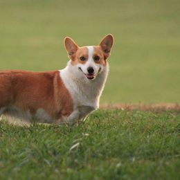 Delta - Pembroke Welsh Corgi