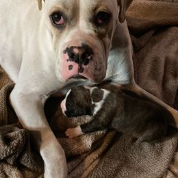 Boxer All Grown Up from Dudley’s Dream Boxers