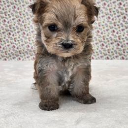Olivia SMALL - Gold female Morkie puppy in Monticello, Iowa from Ashley’s Puppies