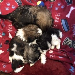 Shih Tzu Puppies from Prestige Shih Tzu Family