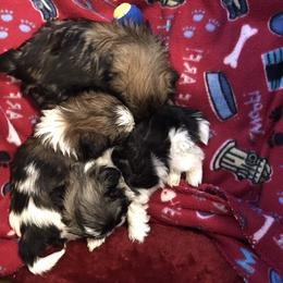 Shih Tzu Puppies from Prestige Shih Tzu Family