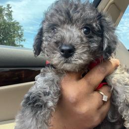 Stitch - Merle male Yorkipoo puppy in Gastonia, North Carolina from Dynasty Kennel