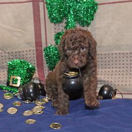 Poodle Puppies from RK'S Pets