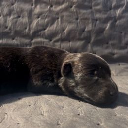 Billy - Brindle male Scottish Terrier puppy in Chattanooga, Tennessee from Oodles of Cuties!