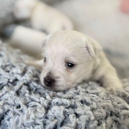 Boo - White male West Highland White Terrier puppy in North Muskegon, Michigan from Bountiful Westies of West Michigan