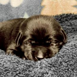 Girl 6 - Black female Labrador Retriever puppy in Sandpoint, Idaho from Allen Sunnyside AKC Labs