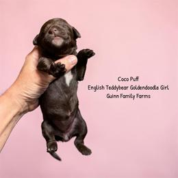 Coco Puff Chocolate English Teddybear - Chocolate female Goldendoodle puppy in Grove, Oklahoma from Guinn Family Farms