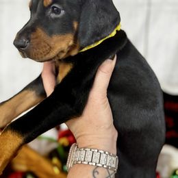 Havana - Black and rust female Doberman Pinscher puppy in Aredale, Iowa from Royal Dynasty Dobermann Kennel