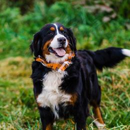 Sheila - Bernedoodle