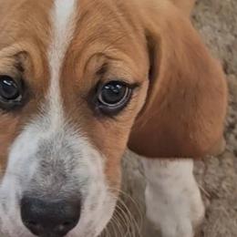 Beagles from Pamper Stone