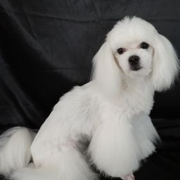 Maltese from Boshi Maltese