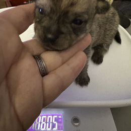 Chihuahua and Poodle Puppies from Garrett’s Chihuahuas and Poodles