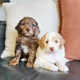 Cockapoo puppies from Macy Meadows Doodles