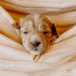 Goldendoodle Puppies from Okie Doodle Grove