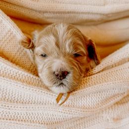 Goldendoodle Puppies from Okie Doodle Grove