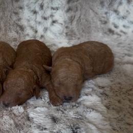 Poodle puppies from Dave Poodles