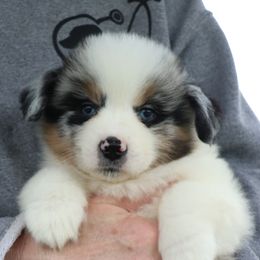 Volleyball - Blue merle female Miniature American Shepherd puppy in Maryland from Atomic Minis