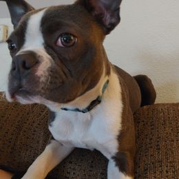 Boston Terrier Puppies from Razmom's Boston Terriers