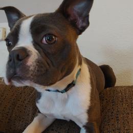Boston Terrier Puppies from Razmom's Boston Terriers