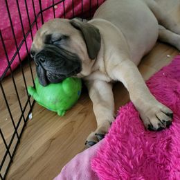 Bullmastiff Puppies from Sunny Beach Bullmastiffs