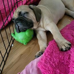 Bullmastiff Puppies from Sunny Beach Bullmastiffs