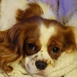 Jazmine - Cavalier King Charles Spaniel