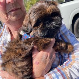 Miracle - Red and tan female Shih Tzu puppy in Clarksburg, West Virginia from Pilgrim Shih tzu