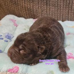 Me - Brown female Chinese Shar-Pei puppy in Minden, Louisiana from Zoey's Waggly Tails