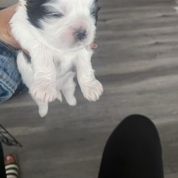 Boy - Black and white male Shih Tzu puppy in Detroit, Michigan from Yanna  Shih Tzus