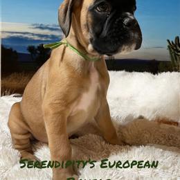 Boxer Puppies from Serendipity's European Boxers