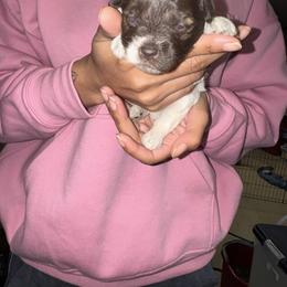 Kara- Asha - Parti female Miniature Schnauzer puppy in Pearland, Texas from K & S Schnauzers