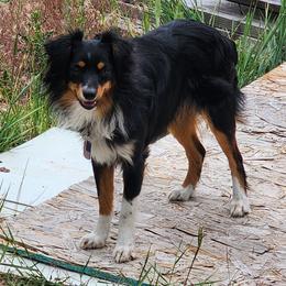 Onyx - Miniature American Shepherd