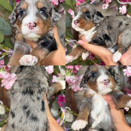 Ariel - Tri-color female Bernedoodle puppy in Yuciapa, California from AlltheDoodlez_