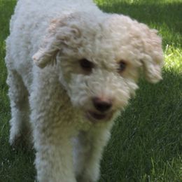Lagotti Romagnoli from Buonamici Lagotto Romagnolo