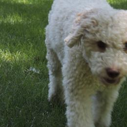 Lagotti Romagnoli from Buonamici Lagotto Romagnolo