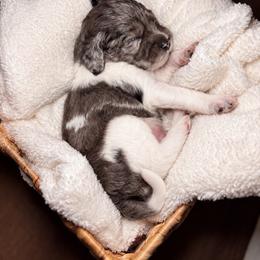 Diffie - Merle male Cockapoo puppy in Ellaville Ga, Georgia from Lakeside Cockapoos