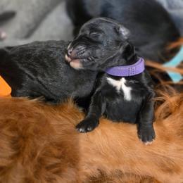 Bernedoodle Puppies from NOB Bernedoodles