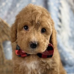 Akc Vixen - Red  male Poodle puppy in Grinnell, Iowa from Rural Iowa Aussies & Doodles