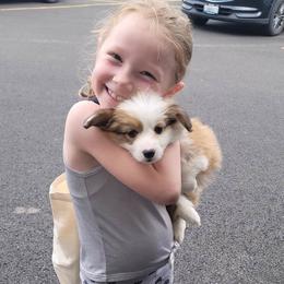 Pembroke Welsh Corgi Puppies from Top-Notch Paws