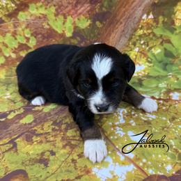 Jet - male Miniature Australian Shepherd puppy in Lumberton, Mississippi from Talowah Aussies