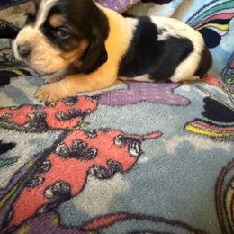 Snow White - Black brown and white female Basset Hound puppy in Letcher, Kentucky from Hackers Appalachian Basset Hounds