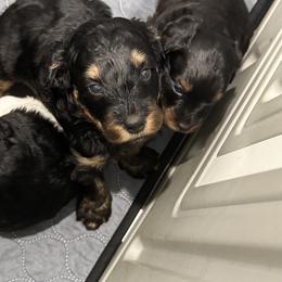 Aussiedoodle and Bernedoodle Puppies from LolliPop Farms