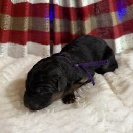 Oakland - Black and red female German Shepherd puppy in Hillsboro, Indiana from Salty Raccoon Ranch German Shepherds